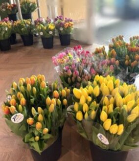 Tulpen geblurd